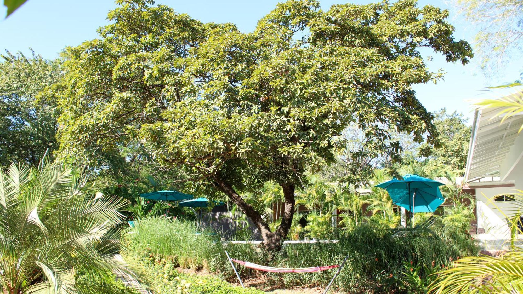 Tee-K Lodge Tamarindo Extérieur photo
